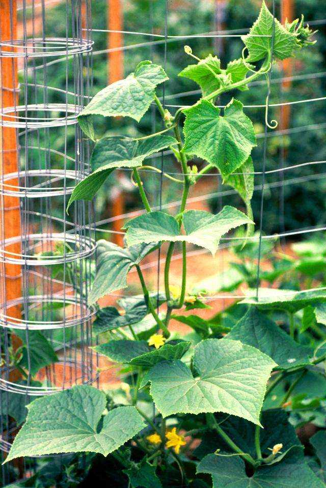 Cucumbers are excellent in containers.